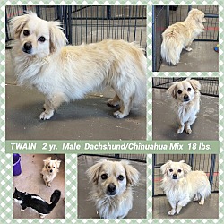 Adopted Pets At Ghost Town Dog Rescue In Mesa Arizona