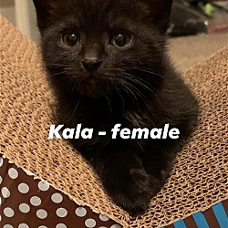 Photo of Kala