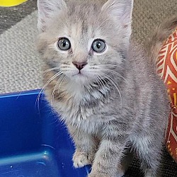 Photo of Sage