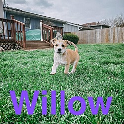 Thumbnail photo of Willow #3