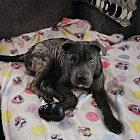 adopt a pet