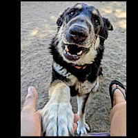 adopt a pet
