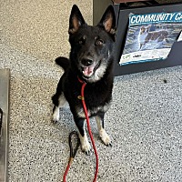 adopt a pet