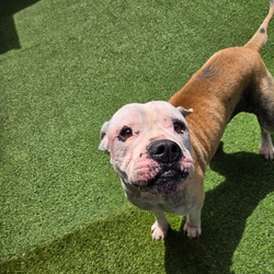 Photo of Princess 3701, adoptable Mixed Breed (Large) in Loxahatchee, Florida