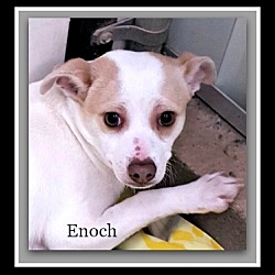 Thumbnail photo of Enoch #1