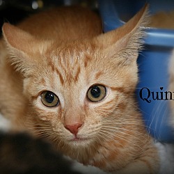 Thumbnail photo of Quinn #1