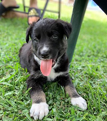 55 Top Photos Pet Adoption Houston Canino - Sheprador dog for Adoption in Houston, TX. ADN-558301 on ...