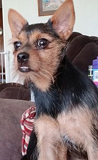 Adopt A Pet Petsmart Charities
