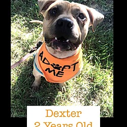 Photo of DEXTER