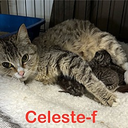 Photo of Celeste 24