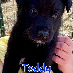 Photo of Teddy D5897