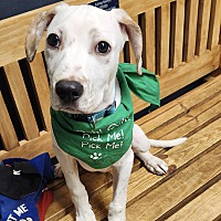 adopt a pet