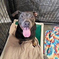 adopt a pet