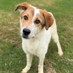 Photo of Mosley, adoptable Great Pyrenees Mixed Breed (Medium) in New York, New York