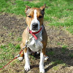 Thumbnail photo of Harper-Adopted! #4