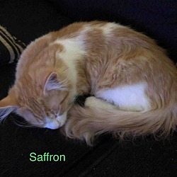 Photo of Saffron - NB