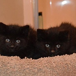 Thumbnail photo of W Litter Candice - Adopted 05.27.16 #2