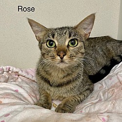 Thumbnail photo of Rose #3