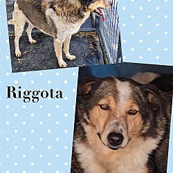 Photo of Riggota