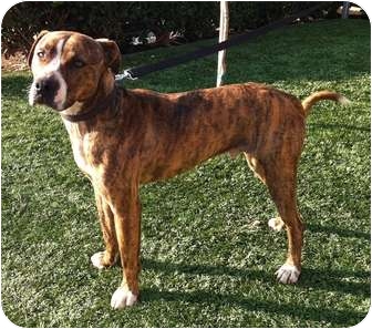 adopt a pet com