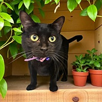 adopt a pet