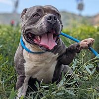 adopt a pet