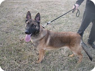 Nashua Nh German Shepherd Dog Meet Loki A Pet For Adoption