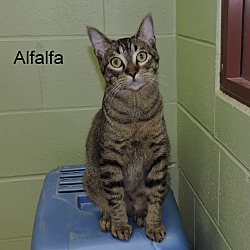 Thumbnail photo of Alfalfa #1