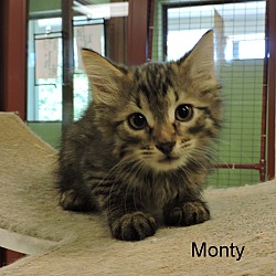 Thumbnail photo of Monty #4