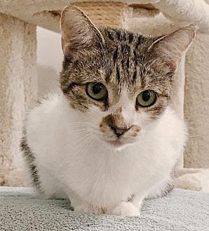 Adopt A Pet Petsmart Charities
