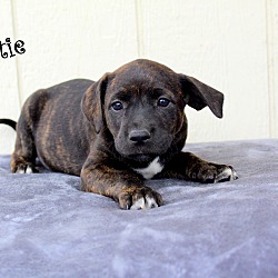 Thumbnail photo of Lottie~adopted! #2