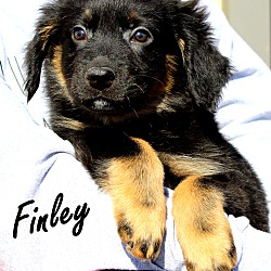 Thumbnail photo of Finley~adopted! #3