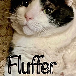 Photo of Fluffer Girl