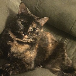 Photo of Piper
