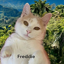 Thumbnail photo of Freddie #1