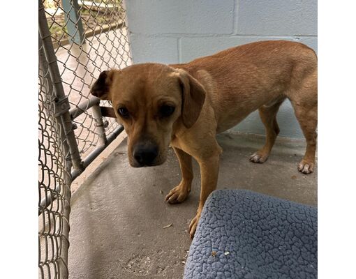 Columbus, NC - Chihuahua/Beagle. Meet Clark a Pet for Adoption ...