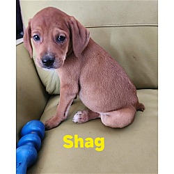 Photo of Shag