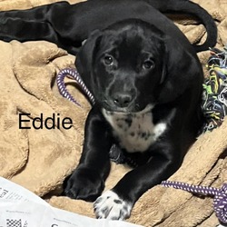 Thumbnail photo of Eddie LLD* #3