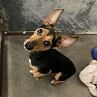 adopt a pet