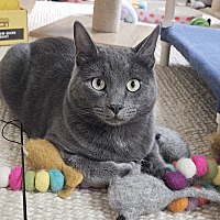 adopt a pet