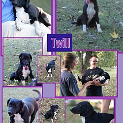 Thumbnail photo of Twill~adopted! #4