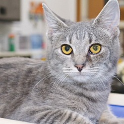 Cozy Cat Cottage Adoption Center In Powell Ohio