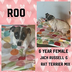 Thumbnail photo of ROO - 6 YEAR JACK RUSSELL MIX #1