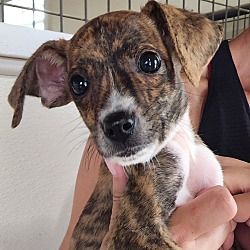 Thumbnail photo of Frito Lily~adopted! #1