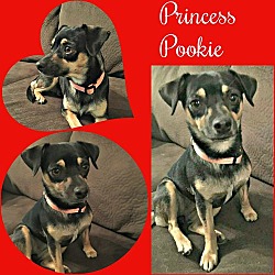 Photo of Princess Pookie pending adoption