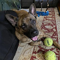 adopt a pet