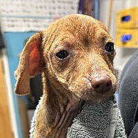 adopt a pet