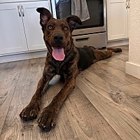 adopt a pet