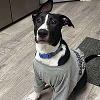 adopt a pet