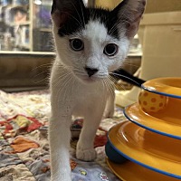adopt a pet